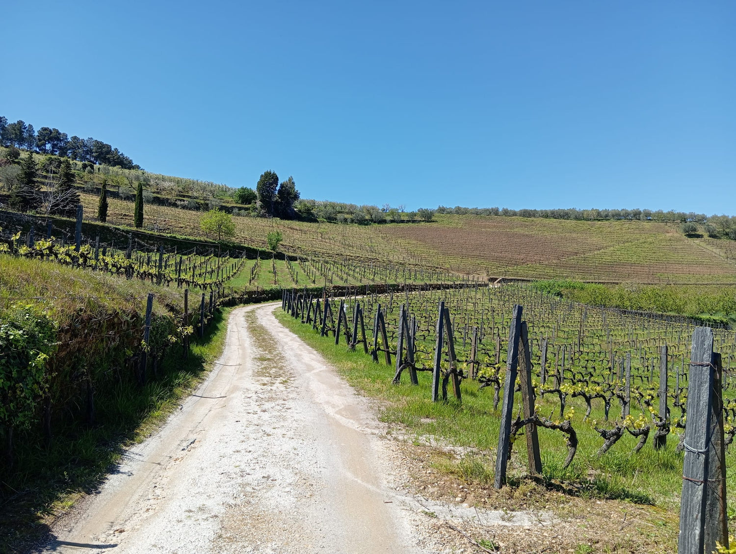 Explorando a Riqueza das Castas Típicas de Sabrosa: Uma Jornada Pelas Vinhas do Douro