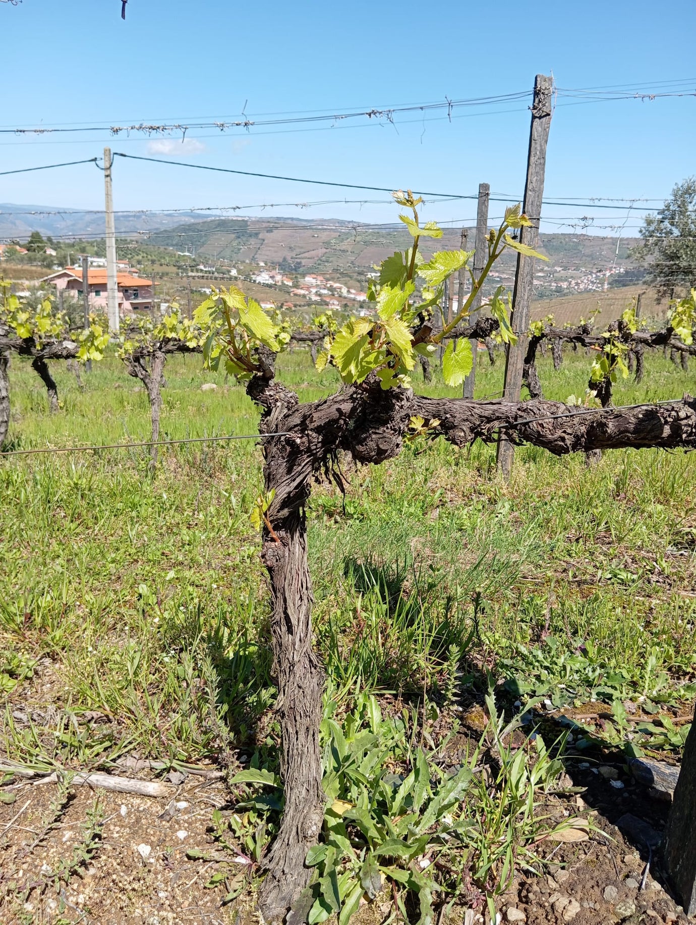 A Alegria de Vindimar: Tradição e Paixão