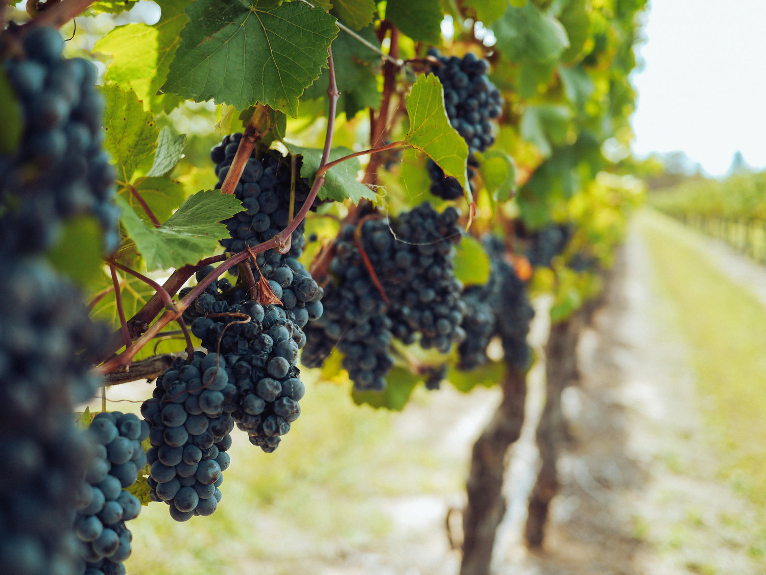 Explorando o Terroir: A Intrigante Influência da Uva na Arte do Vinho